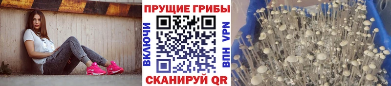 Купить  Белорецк  Псилоцибиновые грибы мицелий 
